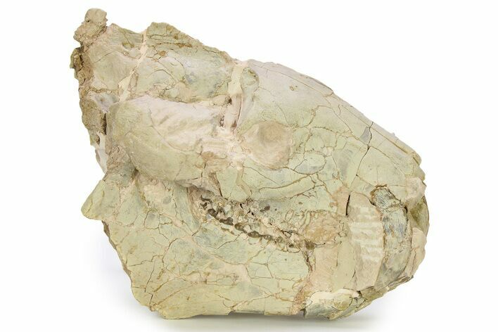 Fossil Oreodont (Eporeodon) Skull - South Dakota #281481